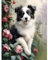 MOGTAA Hund Diamond Painting Erwachsene, 5D Tiere Diamant Painting Bilder Erwachsene, DIY Diamond Art Blumen Diamant Malerei Bilder für Home Dekor 30x40cm