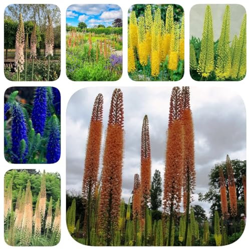 50 piezas Semillas de plantas de velas de estepa, regalos inusuales plantas verdes Vela de estepa Eremurus, pequeños regalos plantura decoración verde regalos prácticos planta verde