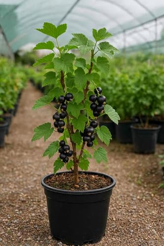 Grosella negra – Ribes nigrum en Maceta de 2,5 litros