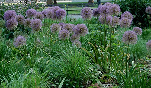 Portal Cool 40: Bolly Bulbs Allium (Cristophii) la Stella di Persia Alliums Growing alti