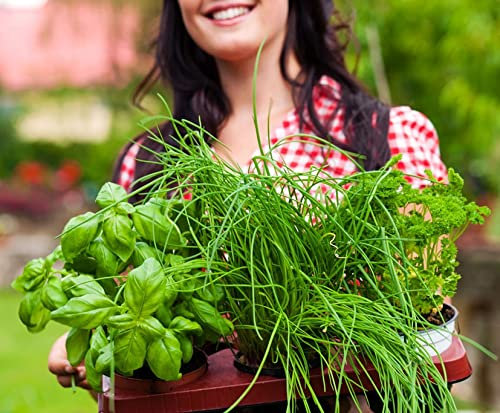 Jardín de hierbas 'Urban' – 6 tipos de plantas de hierbas: menta, perejil, cebollino, romero, tomillo, mejorana.