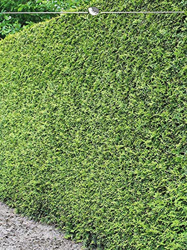Lebensbaum Thuja Brabant 160-180 cm im Topf. 4x Konifere: immergrün, winterhart
