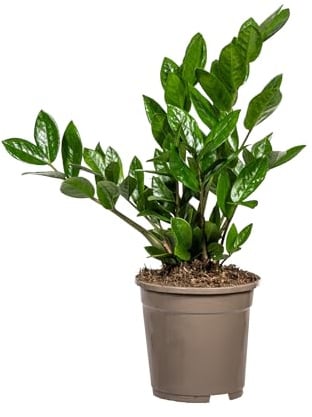 Zamioculcas Zamiifolia - 40-50cm - Ø17cm - Zimmerpflanze - Immergrün