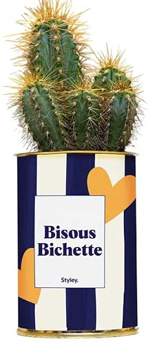 Plante en Pot Personnalisable - Cactus Côme