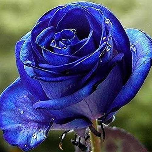 AchidistviQ 50 Pcs Rare Bleu Violet Noir Rose Graines Plante Vivace Bonsaï Rose Graines De Fleurs Pour Jardin Extérieur Décor À La Maison Bleu Noir Graines De Rose