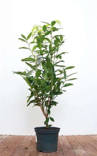 Kirschlorbeer 'Genolia' 40-60 cm Topf Prunus laurocerasus Hecke immergrün