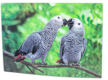 Cornelißen naTierliche Geschenke Cornelissen 3D-Postkarte Graupapageien, Wackelkarte Hologrammkarte, Ansichtskarte und Grußkarte, Vogelmotiv, 16 x 11 cm