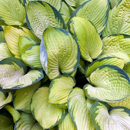 6 x Gelbgrüne Funkie - Hosta 'Gold Standard': Gelbgrüne Blätter mit grünem Rand.