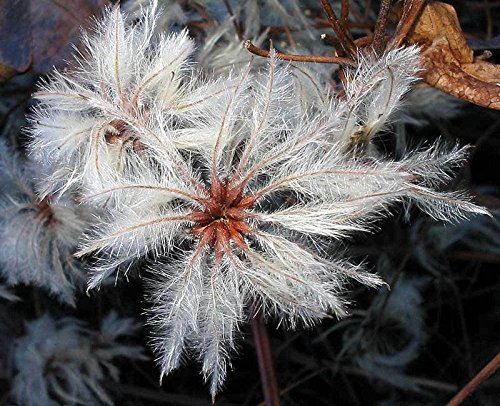 Clematis vitalba | I viaggiatori Joy | Old Mans Beard | 20_Seeds spedizione Gratuita