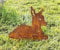 Rehkitz liegend 32x37cm zum Stecken Gartenstecker Edelrost Gartendeko Rost Metall Rostfigur Hirsch Kitz REH Tier