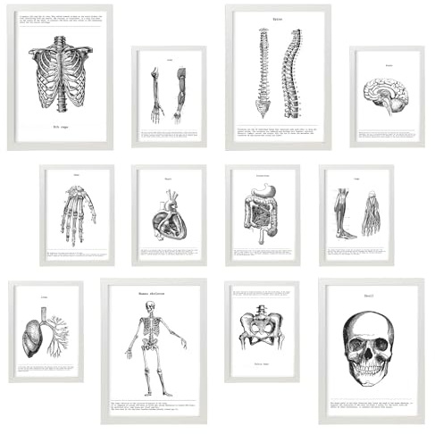 Anatomie Knochen und Organe Set - 12 Stück (4 A3, 8 A4) - Mix-Stil mit weißen Rahmen - Bildungsdarstellung für medizinische Enthusiasten - atemberaubendes Design! Wandkunstposter zur Wanddekoration.