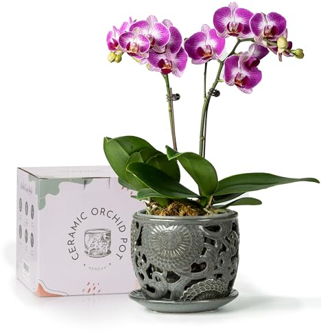HERDUK Vaso per orchidee in ceramica con fori di drenaggio e piattino, 16,5 cm, contenitori per orchidee da interno con aerazione e drenaggio precisi, grigio scuro