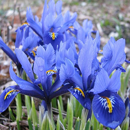 Gardeners Dream Iris Blumenzwiebeln 'Reticulada' (25 Stk.) - Netzblatt Iris Stauden Winterhart Mehrjährig Mix - Violettblauer Blumenzwiebeln Frühling Mix - Gartenblumen Frühblüher Zwiebeln Set