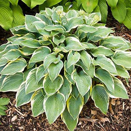 Hosta First Frost Hardy Deciduous Perennial Outdoor Garden Shrub in Plant Pot (30-40cm Incl. Pot)