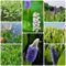 400 pcs Hechtkraut winterhart samen - bodendecker samen winterhart, blumendeko balkonpflanzen hochbeet balkon deko zimmerpflanze frühlingsblumen wildblumensamen