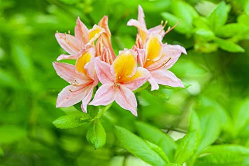 Gelber Rhododendron luteum Josephine Klinger 30-40 cm winterhart | Duftende gelbe Blüten, halbschattiger Standort, schnittverträglich, ideal für Beet und Vorgarten, robust