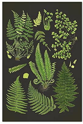 iYoucase Farn Botanischer Posterdruck Grüner Farn Wand Bilder Schwarzer Hintergrund Wandbild Wissenschaftliche Illustration Leinwandbild Küchendekoration 40x60cm Ungerahmt