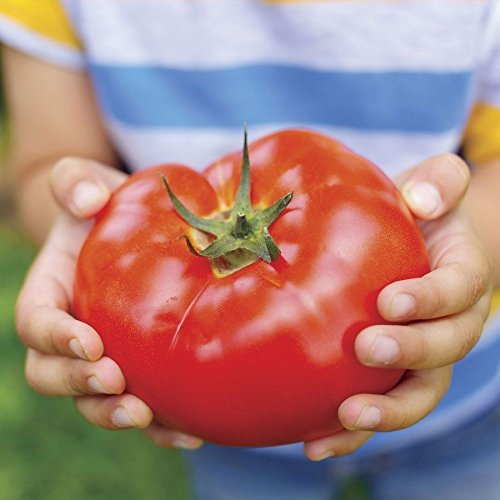 Ponak New Fresh 40 Stück rote Tomaten-Gemüsesamen