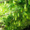 50 pcs chayote kaufen samen - säulenobstbäume bonsai topf Sechium edule, obstbaum pflanztöpfe gemüsebeet frisches obst pflanzenkübel gewächshaus balkon zimmerpflanzen früchte geschenke