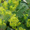 6 x Großblättriger Frauenmantel - Alchemilla Mollis Topf 9x9cm: Große Blätter, tolle Wirkung im Beet.