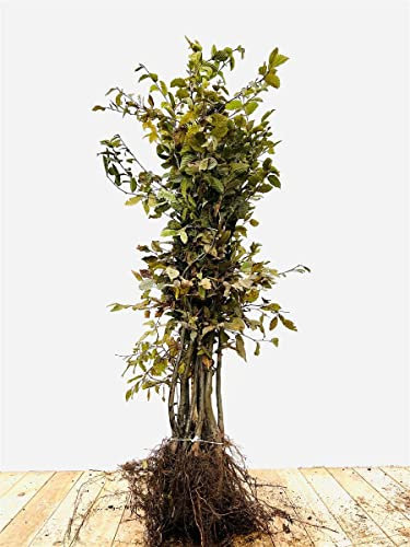 Carpinus betulus 80-100 cm - Hainbuche, ideal für Hecken, dicht verzweigt, schnittverträglich, winterhart und robust (1 Stück)