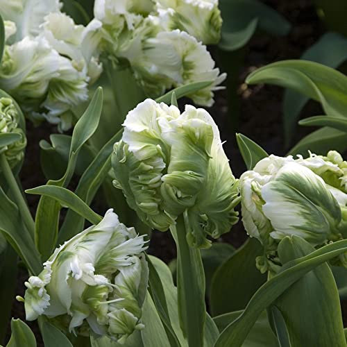 Tulpenzwiebeln Winterhart MehrjäHrig Blumenzwiebeln Balkon Blumen Blumenzwiebel Pflanzer Winterlinge Zwiebeln Frisch Exotische Pflanzen Bodendecker BlüTenmix Blumenstrauß 5 Tulpen Zwiebeln WeißGrün