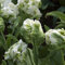 Tulpenzwiebeln Winterhart MehrjäHrig Blumenzwiebeln Balkon Blumen Blumenzwiebel Pflanzer Winterlinge Zwiebeln Frisch Exotische Pflanzen Bodendecker BlüTenmix Blumenstrauß 5 Tulpen Zwiebeln WeißGrün