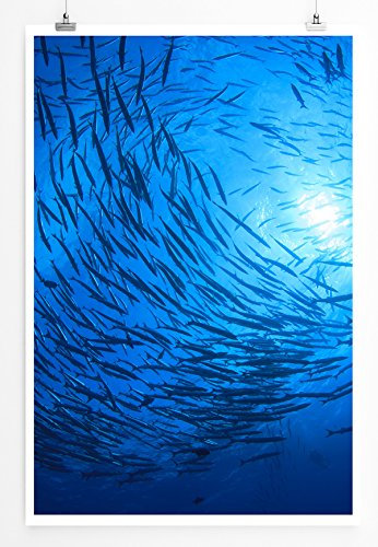 Eau Zone Home Bild - Tierbilder – Fischschwarm im blauen Meer- Poster Fotodruck in höchster Qualität