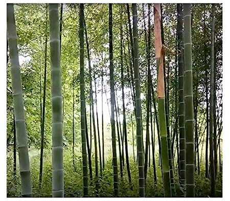 Stk - 10x Phyllostachys pubescens = edulis Moso Bambus Garten Pflanzen - Samen B94 - Seeds & Plants Shop by Ipsa