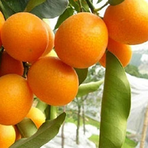 PERZOE 20 piezas de semillas de naranjo, jardín, interior, balcón, maceta, bonsái, plantas frutales enanas Semillas de naranja # 20 unidades