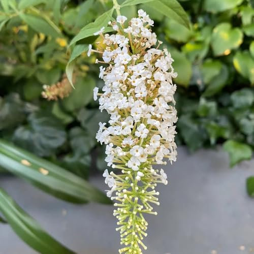 30 pz Semi resistenti di Buddleia, Buddleia Serie di piante rare Buddleja, Buddleia tricolore semi di fiori semi di regali per gli ospiti regali insoliti, copertura del terreno, pianta