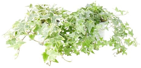 Verdecora Hiedra Mini en maceta de Ø11cm | Hedera helix | Planta Trepadora y Colgante de Fácil Cuidado | Ideal para Interiores y Exteriores