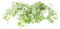 Verdecora Hiedra Mini en maceta de Ø11cm | Hedera helix | Planta Trepadora y Colgante de Fácil Cuidado | Ideal para Interiores y Exteriores