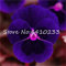 Sump Fresh 50 Pz semi di fiori viola del pensiero per piantare blu scuro