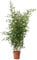 KENTIS - Bambusa Spectabilis - Bamboo Pianta Vera da Esterno - Piante per Giardino Balcone Terrazzo - H 170-200 cm Vaso Ø 24 cm
