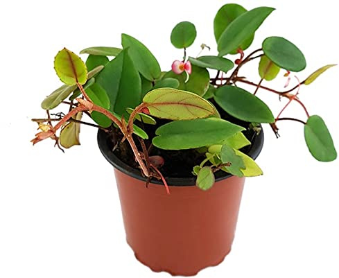 Fangblatt - Begonia elaeagnifolia Schulzei - kletternde Begonie - außergewöhnliche Zimmerpflanze - Ø 9 cm Topf