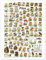 Pilze Poster von Planet Poster Editions 30 x 40 cm Bunt Lernen & Wissen Wanddeko