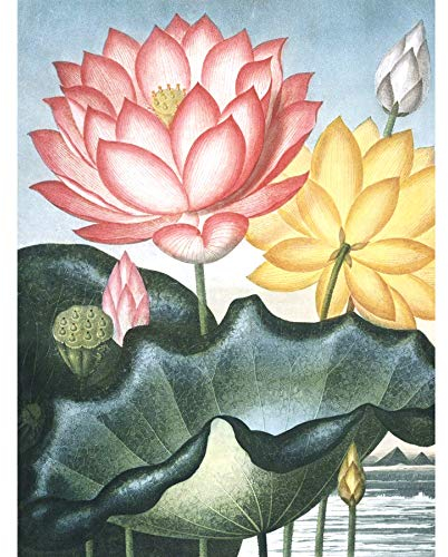 Wee Blue Coo LTD Flowers Lotus Sacred Egyptian Bean Large Wall Art Print Canvas Premium Poster Blumen Ägypten Wand