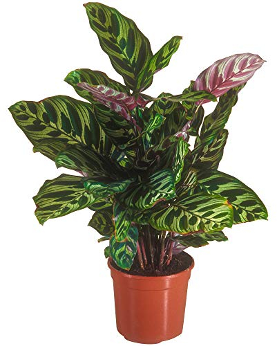 1 x Üppige Calathea Makoyana Topfpflanze Korbmarante 30-40 cm Premium Zimmerpflanze Grün