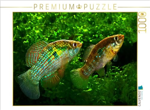 CALVENDO Puzzle Jordanella floridae, Florida U.S.A | 1000 Teile Lege-Größe 64 x 48 cm Foto-Puzzle für glückliche Stunden