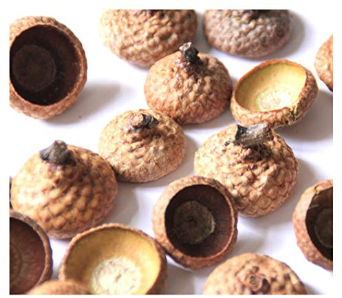 200 Stück Natur Eichel Hütchen Kappen von einer Roteiche Herbst Winter Bastel- und Deko Artikel