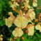 Saliva x jamensis ‘Golden Girl'- Salvia That is Ready to Plant Out- Comes Back Every Year (Hardy) - Flowers from Summer to Autumn- Loved by Bees (Middleton Nurseries) (P9(9cm Pot))