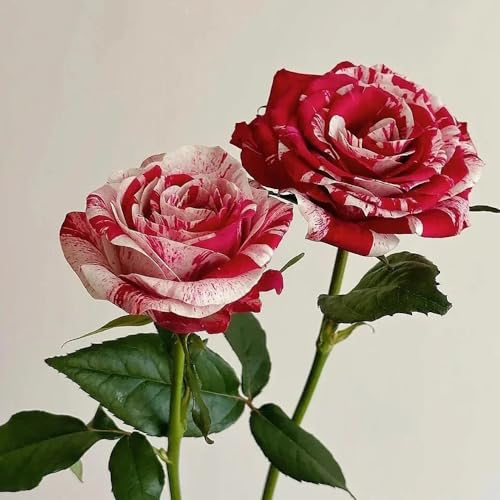 150 pcs Rosen Samen Mehrjährig, Rosa, bienenweide, exotische pflanzen winterhart Rosen Pflanzen (Rosa rugosa) blumen samen mehrjährige, bienenweide saatgut garten pflanzen blumendeko
