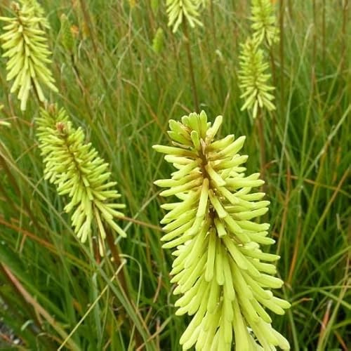6x Kniphofia 'Green Jade' – Vaso 9x9 cm – pianta perenne fiori verde crema giardino esotico