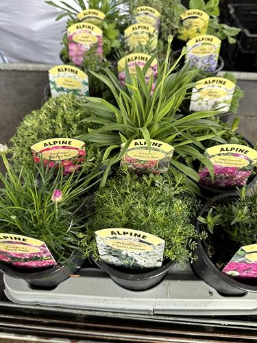 6 Mixed ALPINES & Perennial Rockery Plants, 9CM POTS Mixed Varieties Hardy, Easy to Grow