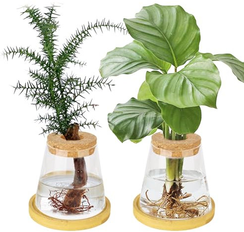 YHNDECO 2 Stück Flaschengarten Glas, Hydrokultur Topf mit Hölzernen Tablett, Pflanzen Terrarium, Anzuchtstation für Hydrokultur, Wasserpflanzen oder Blumen