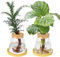 YHNDECO 2 Stück Flaschengarten Glas, Hydrokultur Topf mit Hölzernen Tablett, Pflanzen Terrarium, Anzuchtstation für Hydrokultur, Wasserpflanzen oder Blumen