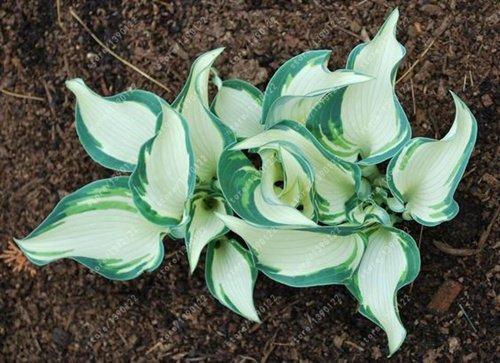 100 pcs/sac Graines de plantes vivaces hosta, Plantain Lily Flower graines de fleurs, graines couverture au sol hosta précieuses plantes de jardin à la maison 4