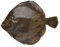 Turbot frais entier 1,75 kg -/+10%
