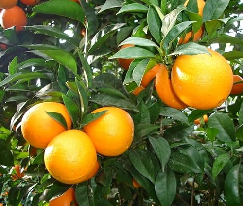 Pianta di Arancio Brasiliano in vaso o fitocella
